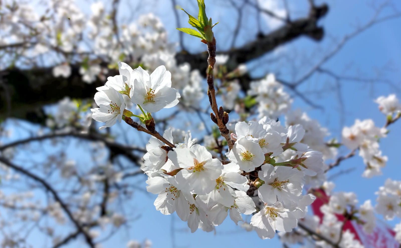 8分咲きの桜