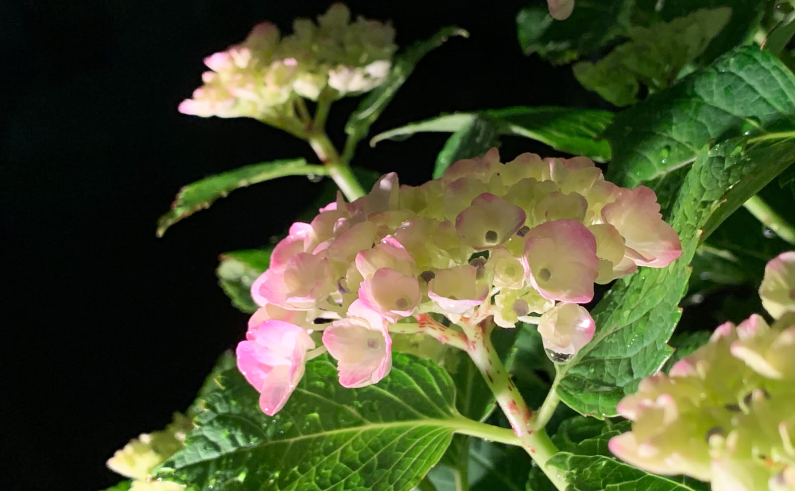 ピンクの紫陽花