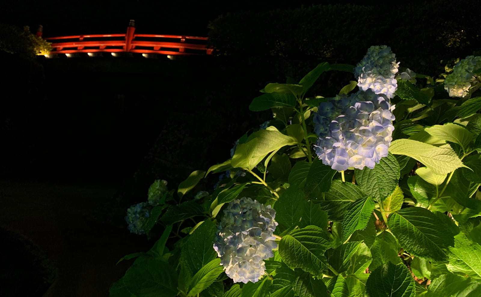 夜の紫陽花