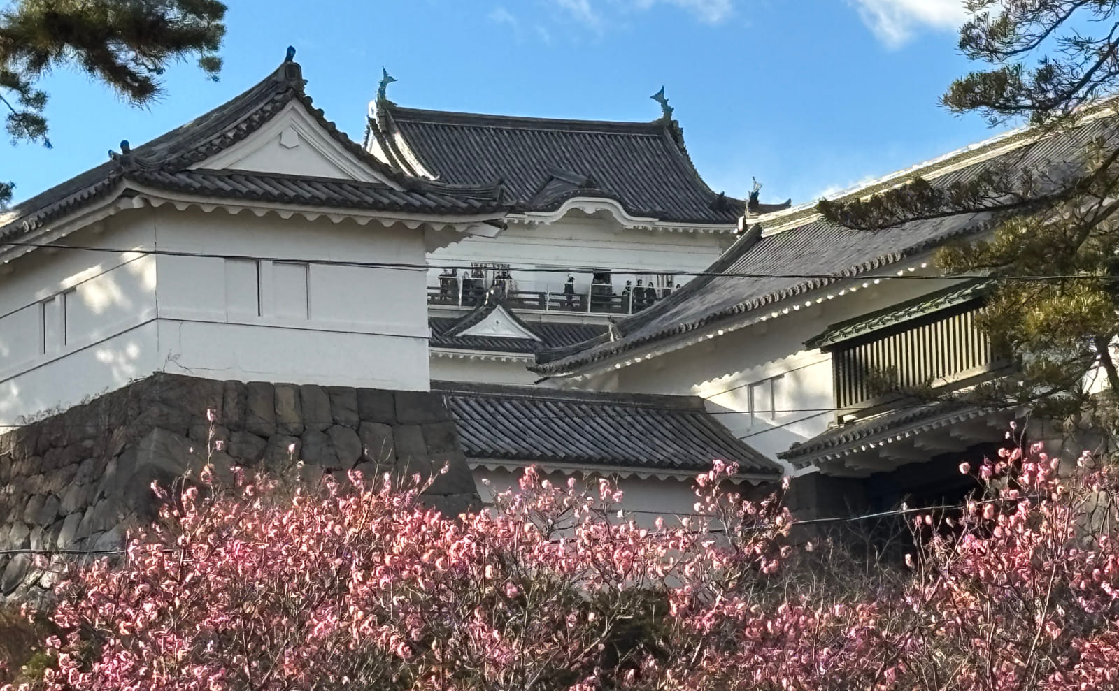 小田原城と梅の花