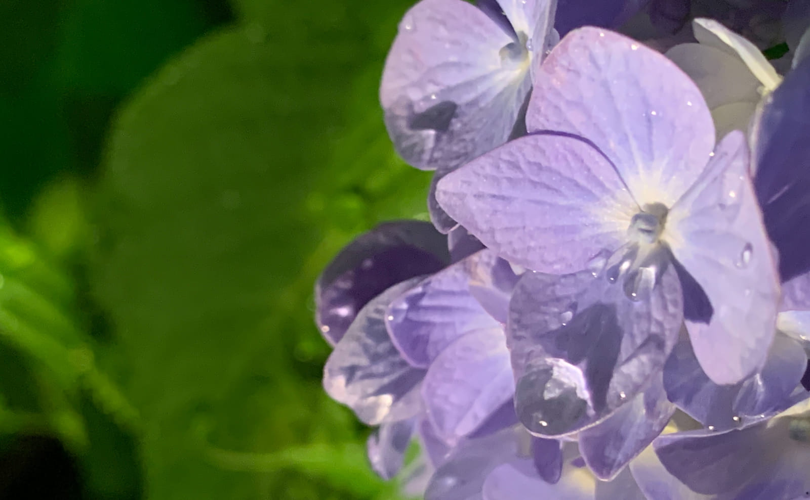 雨の滴る紫陽花