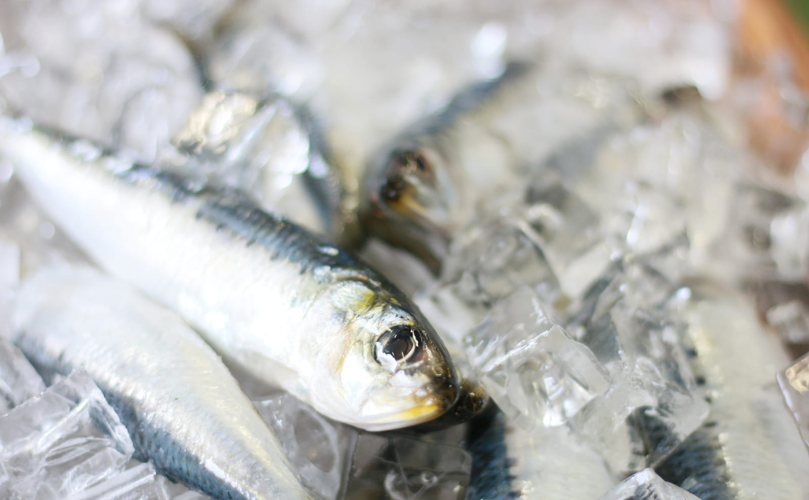 氷漬けの新鮮ないわし